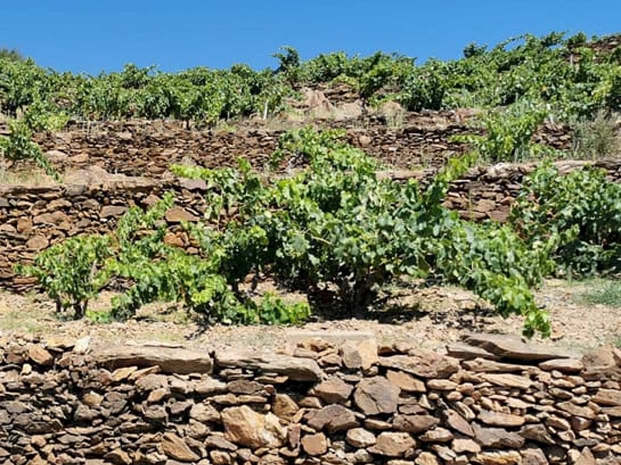 Private Shore Excursion: Collioure and Languedoc from Port Vendres, photo 2
