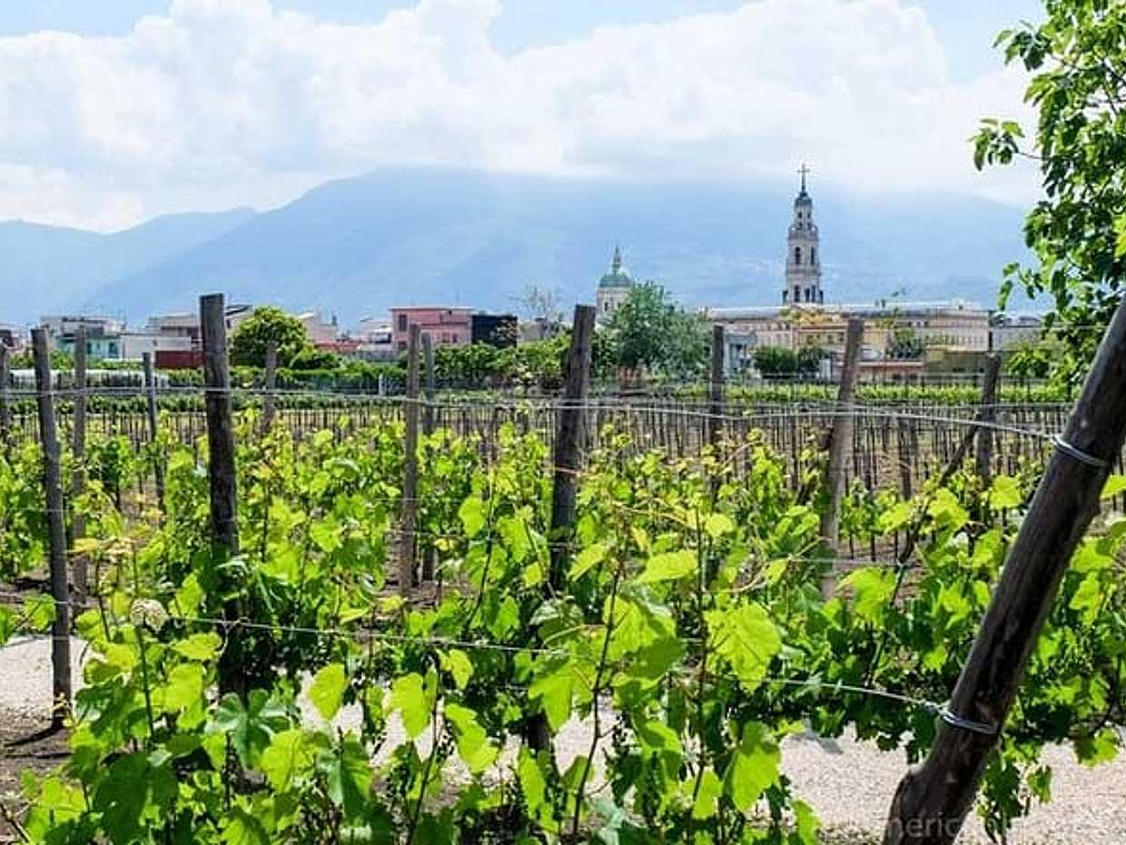 Vesuvius, Pompeii (private guide),vineyards and winery tour, lunch wine taste ., photo 4