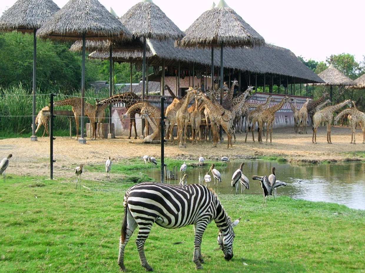 Bangkok: Prohlídka Safari World s lístkem do Safari a Marine Parku, obědem a transferem v Thajsku
, photo 3