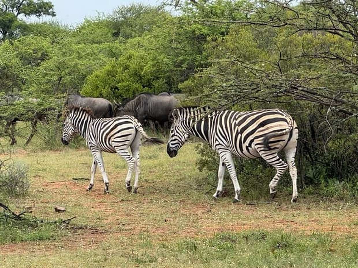 Dinokeng Game Reserve Tour from Sandton in South Africa, Gauteng, photo 4