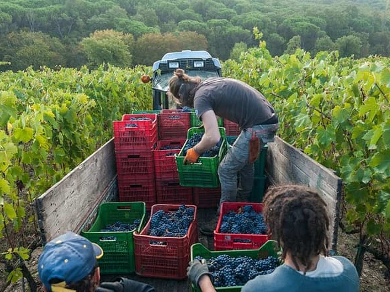 PRIVATE Half-Day Tour: Chianti Classico Wine Experience.