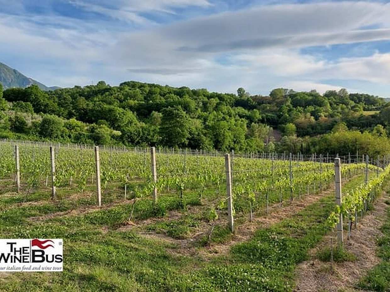 Private Irpinia Wine Tour from POSITANO, AMALFI or RAVELLO, photo 3