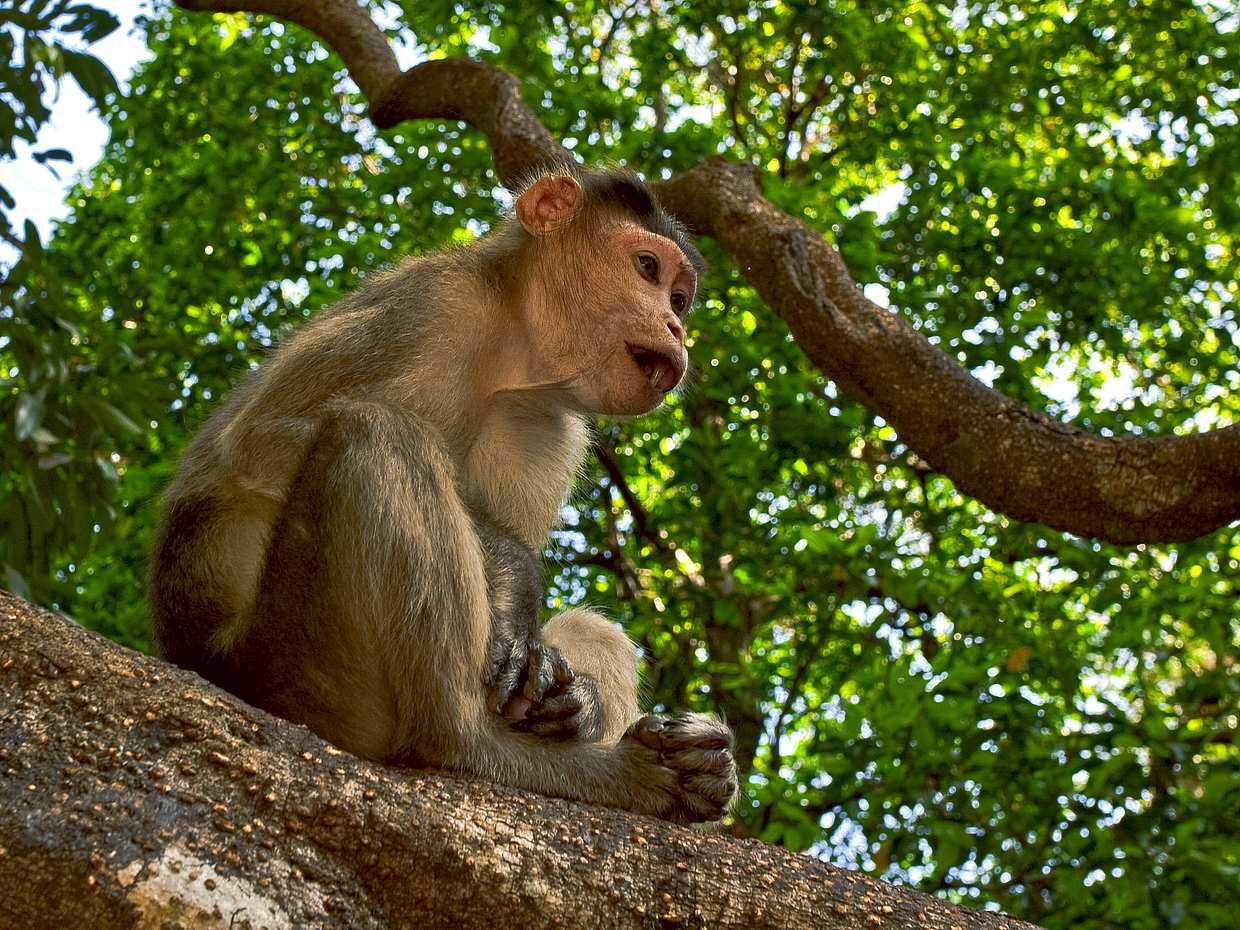 ทัวร์น้ำตก Dudhsagar ในอินเดีย, Goa
, photo 3