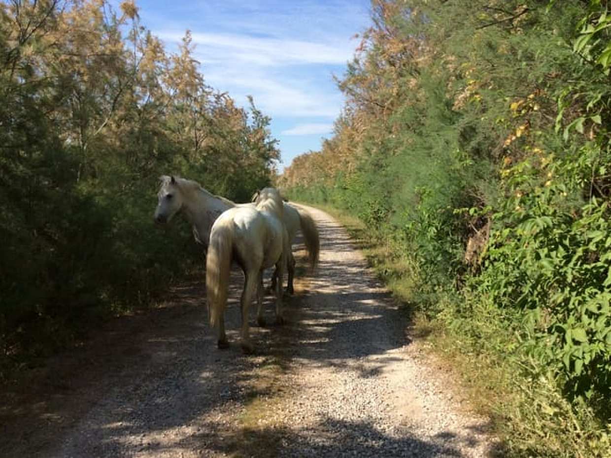 Comacchio Valleys: nature hike to the Boscoforte Peninsula among wild horses and lagoon landscapes, photo 3
