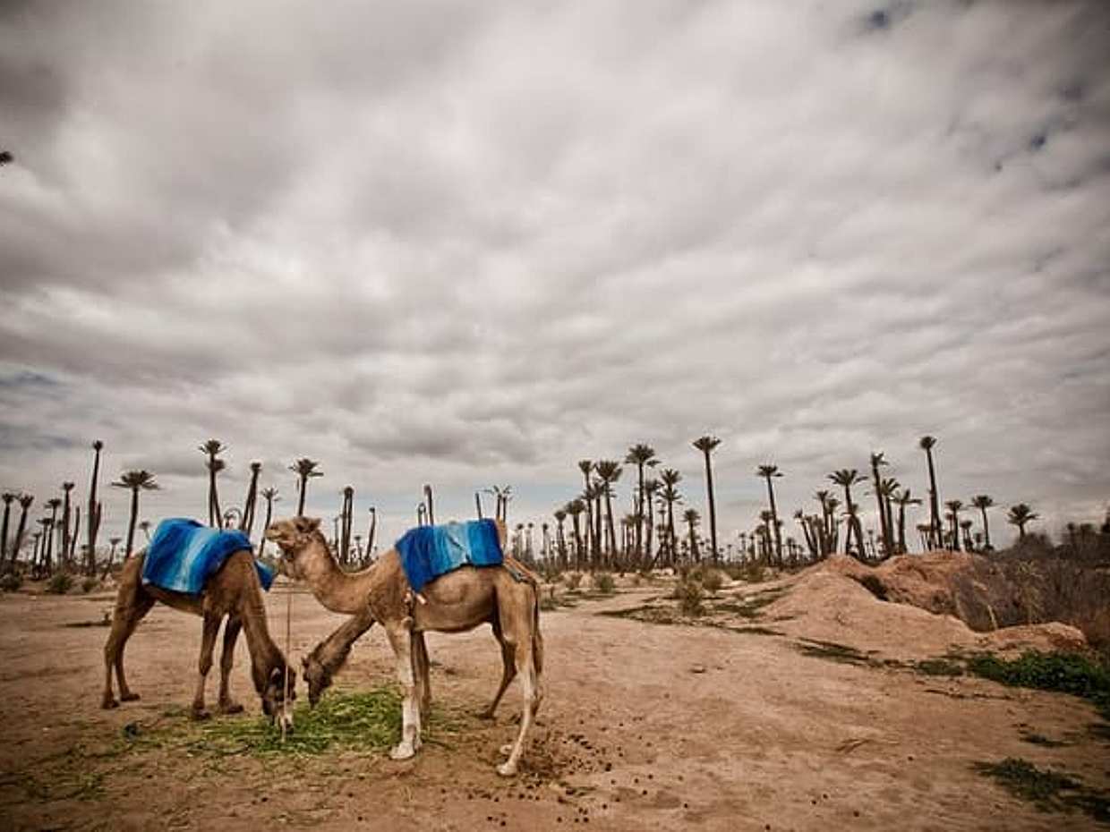 Camel ride in Marrakech Palm Grove, photo 2