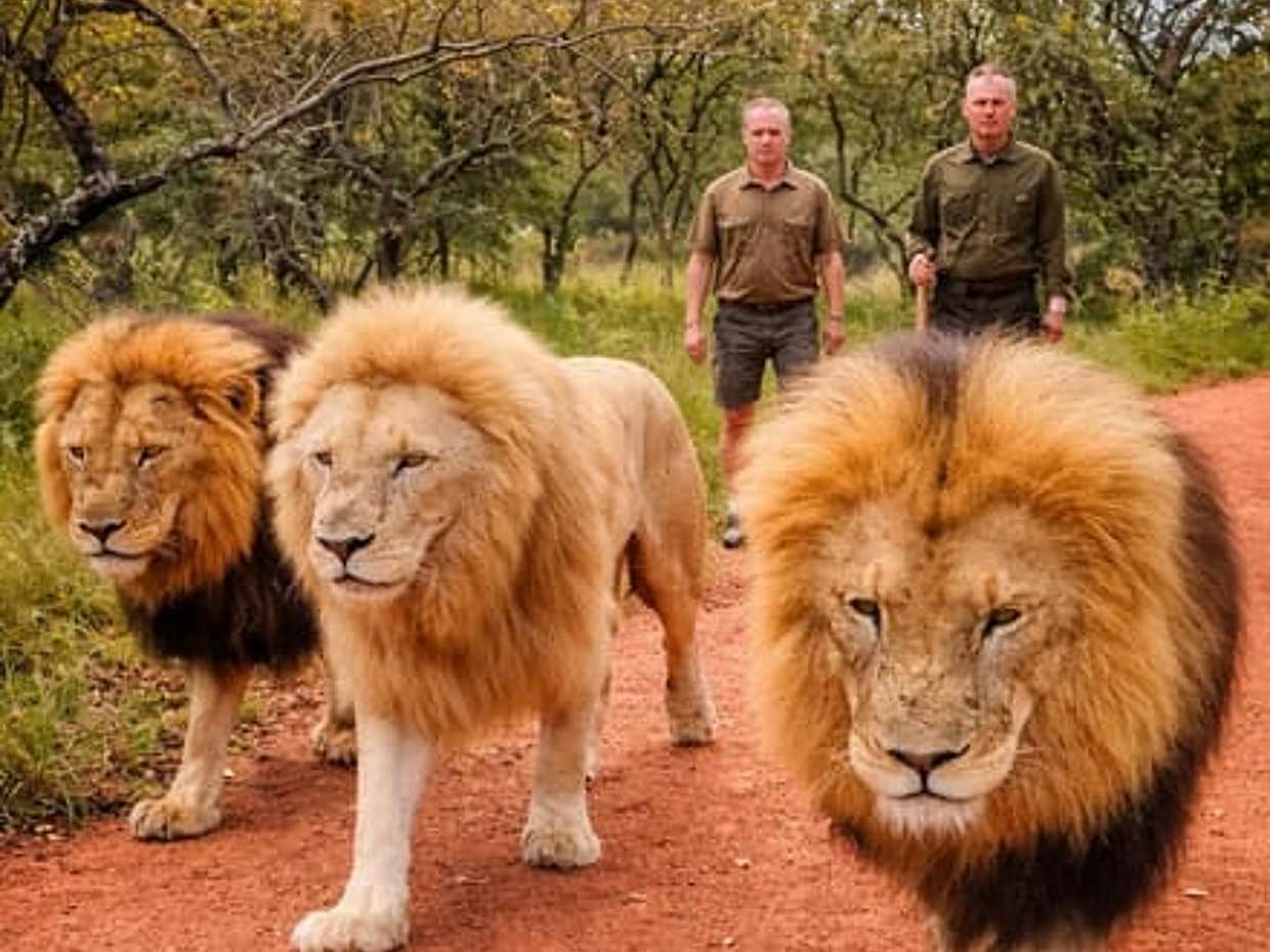 Walk with Lions in Johannesburg & Elephant Experience, South Africa