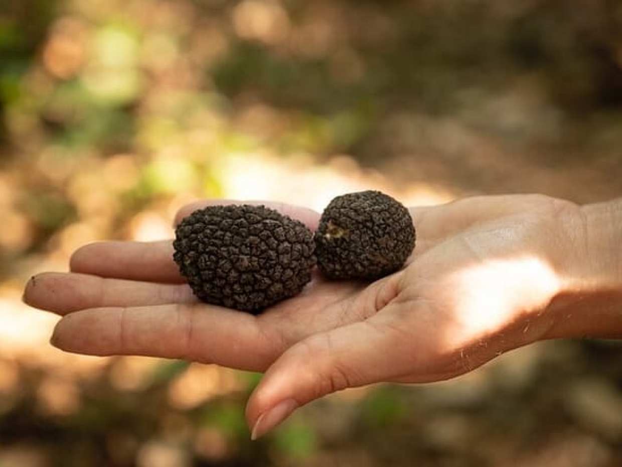 Exclusive Private Truffle Hunt Experience with Lunch & Wine Tasting from Florence, photo 2