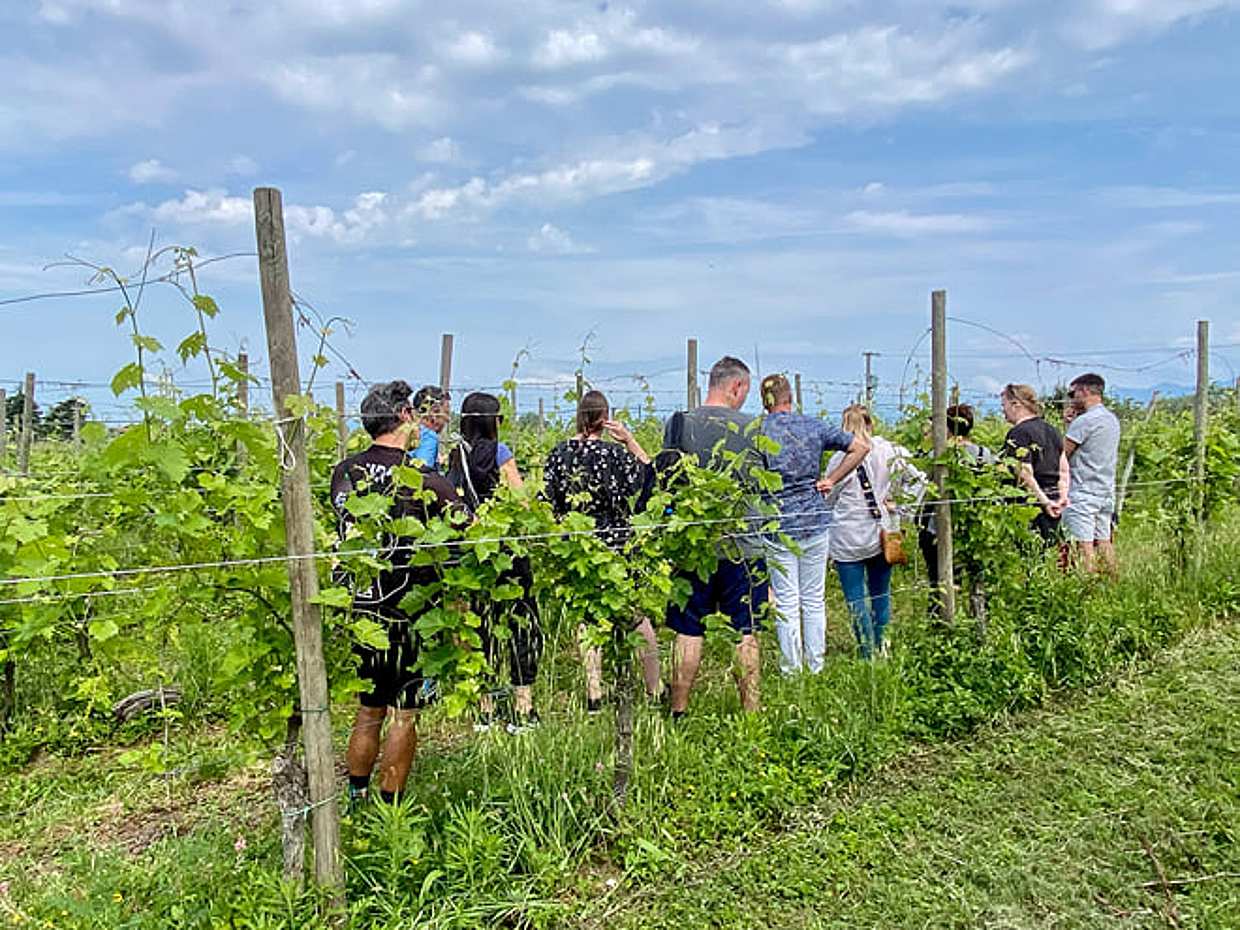 Wine tour and Tasting of Lugana Wines in Sirmione, photo 3