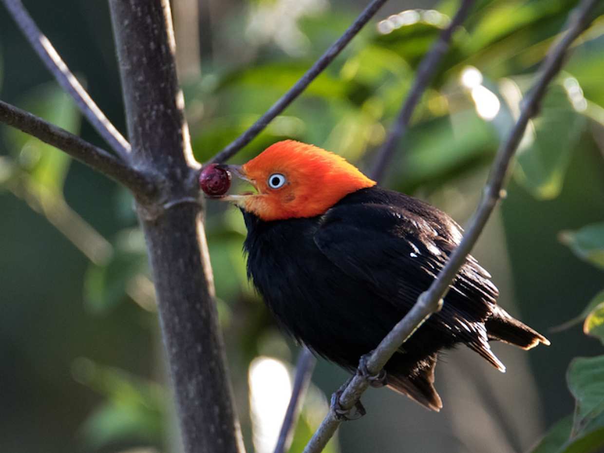 Bird Watching Muyil: экскурсия с гидом в Мексике, Тулум.
