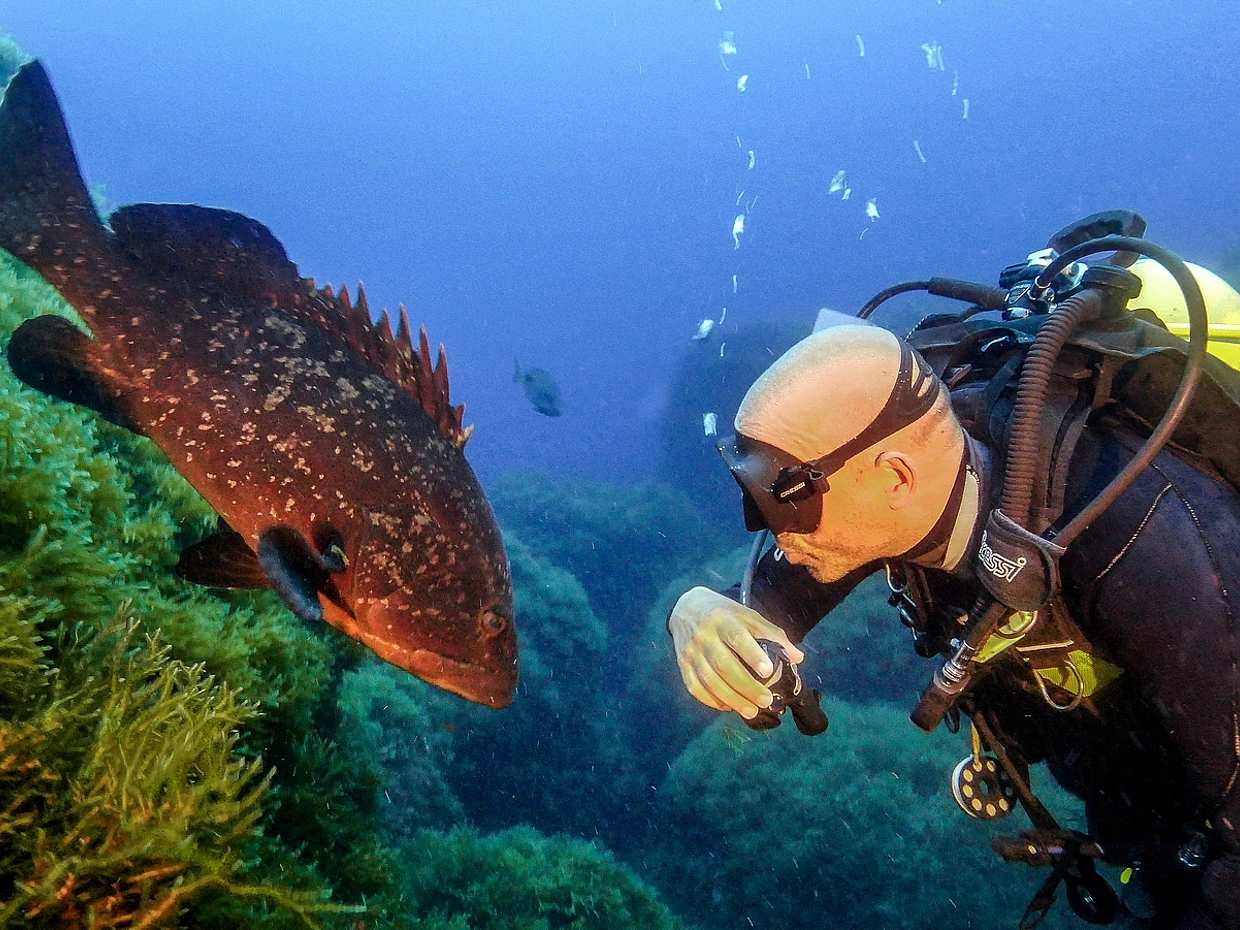 <p>เป็นนักดำน้ำ Open Water Diver ที่ได้รับการรับรองจากอะโซร์ส - เกาะ Terceira - การผจญภัยใต้น้ำของคุณเริ่มต้นที่นี่! ในโปรตุเกส</p>
, photo 3