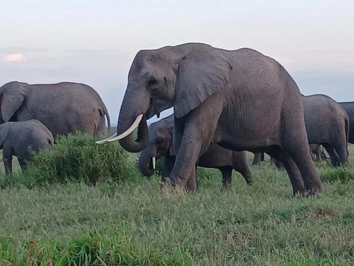Two days Maasai Mara guided tour in Kenya, Nairobi, photo 4