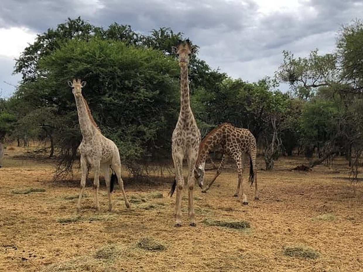 Horseback Safari from Johannesburg, South Africa, photo 3