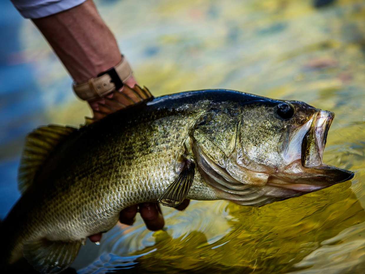 Cyprus Bass Fishing Tour in Paphos