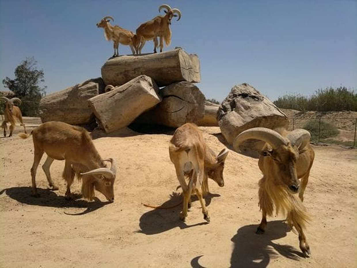 Private Tour To Africano Park Alexandria Safari From Cairo