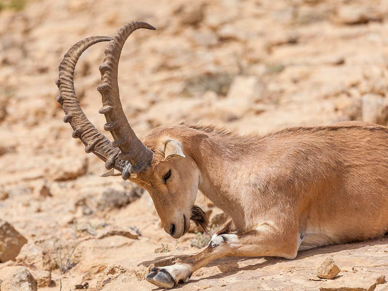 Safari Day Tour to Wadi El Gamal National Park from Marsa Alam, Egypt, photo 3