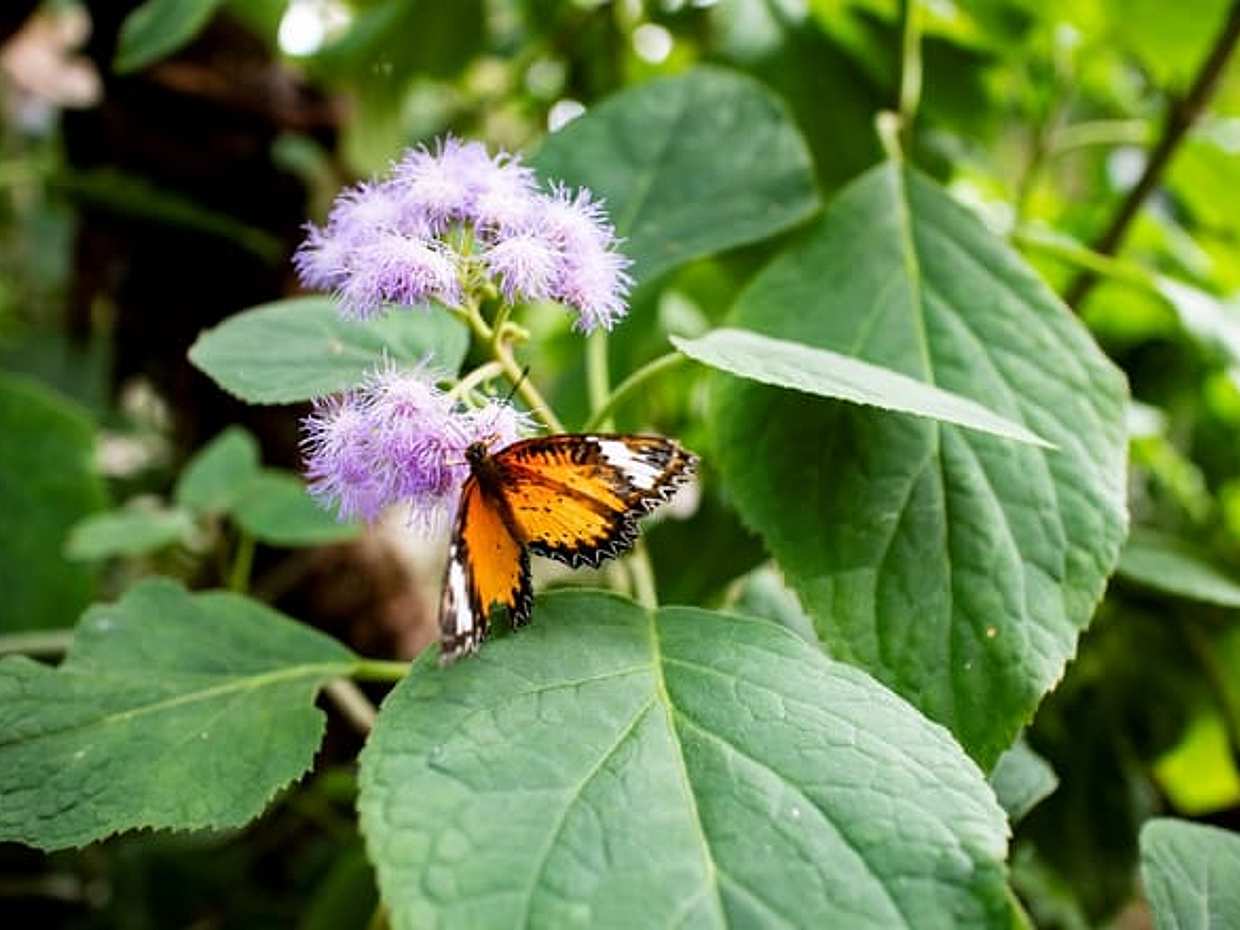 Milano Marittima Butterfly House: guided tour, photo 3