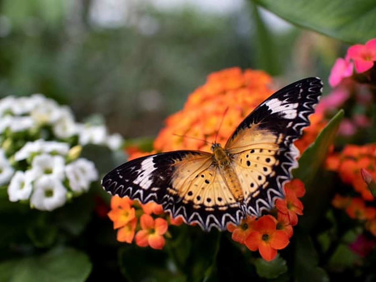 Milano Marittima Butterfly House: independent entrance , photo 5