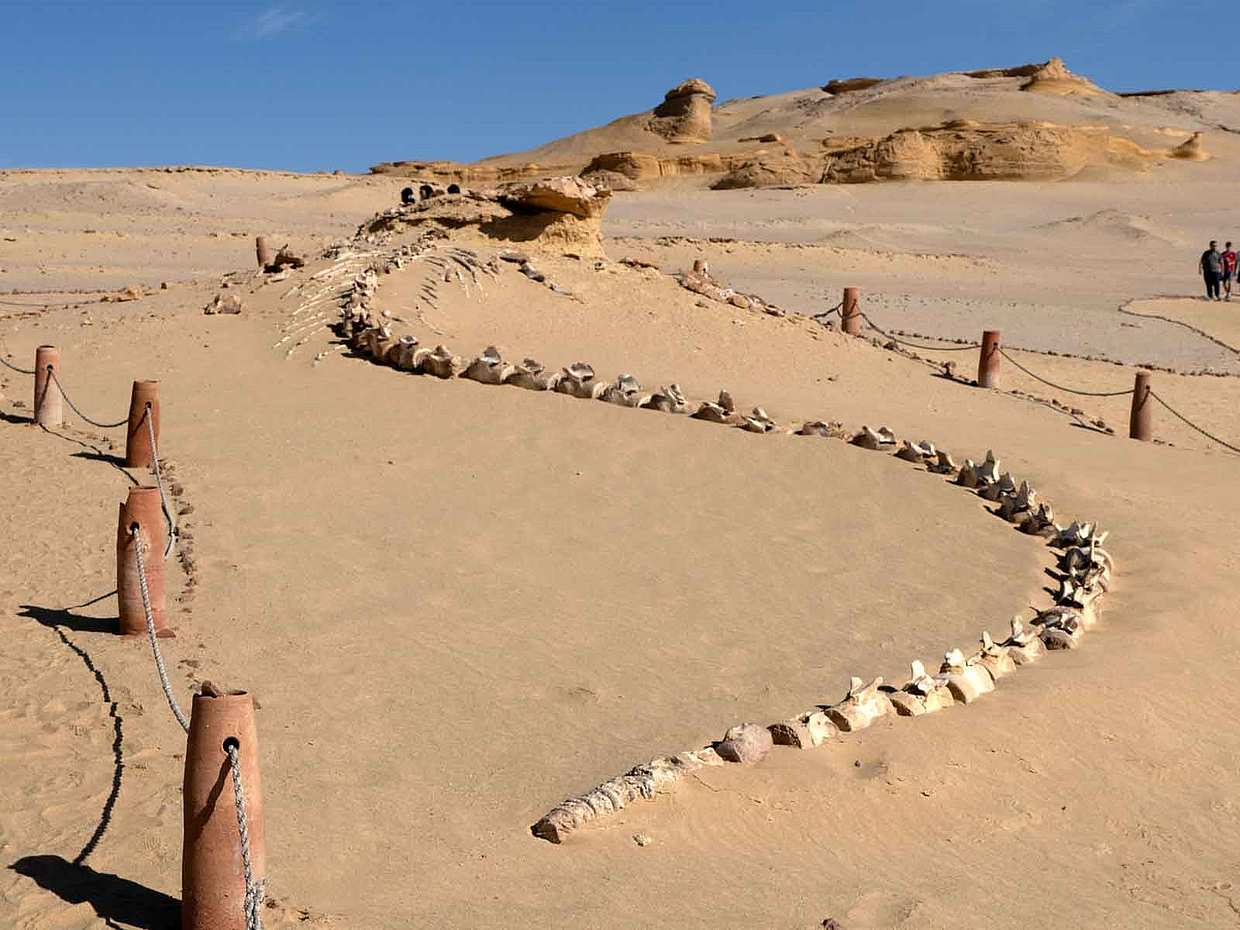 Die verborgenen Schätze der Fayoum-Oase - Private Tour in Ägypten, Kairo
