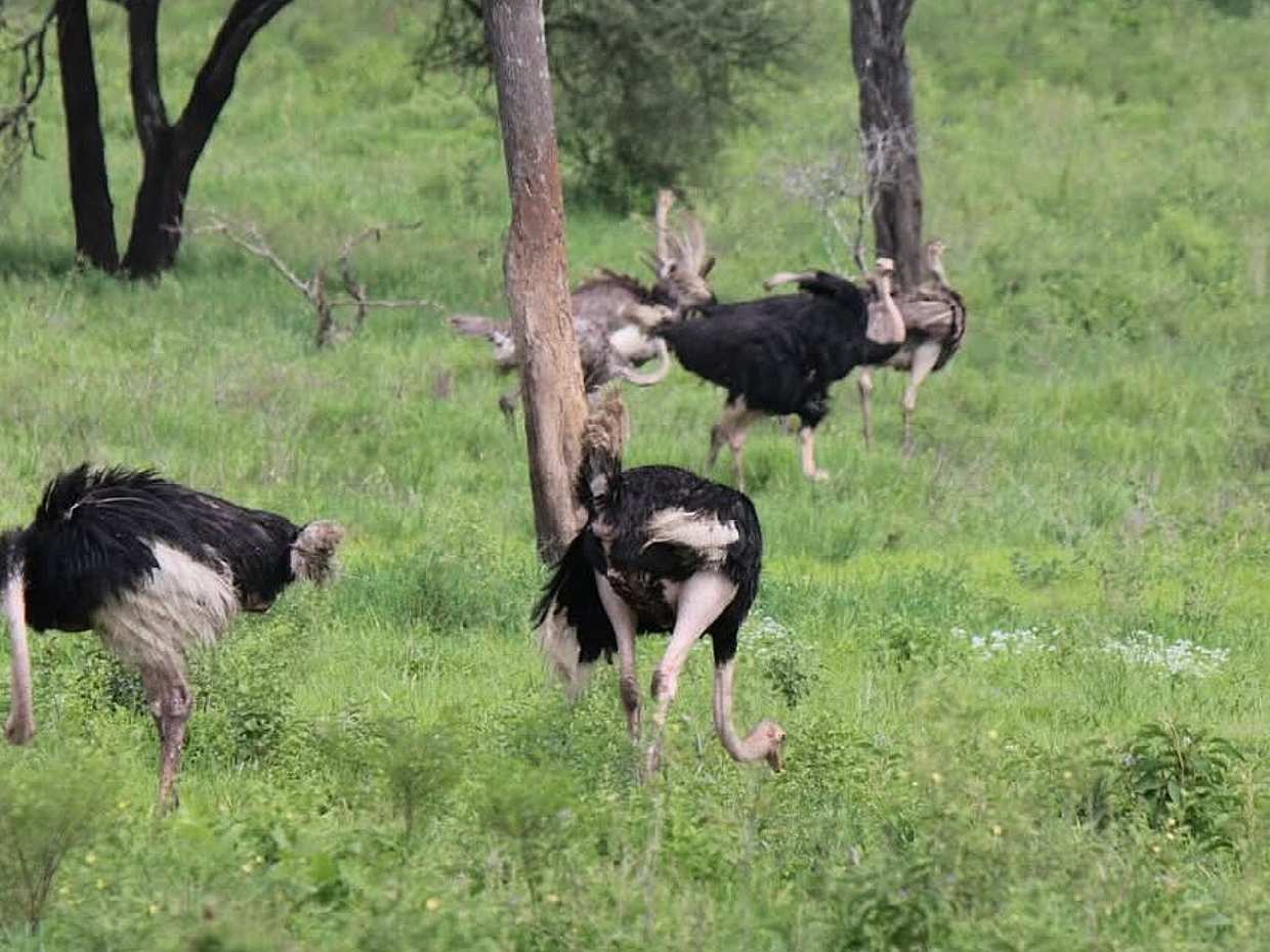 Tanzania: Day Safari in Tarangire National Park, Arusha, photo 5