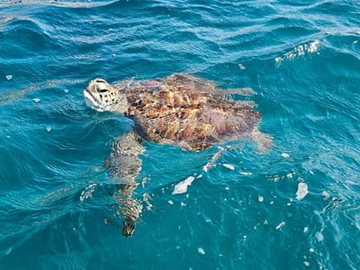 Snorkeling with Sea Turtle Experience, São Vicente, Cape Verde"Snorkeling with Sea Turtle Experience, São Vicente, Cape Verde", photo 3