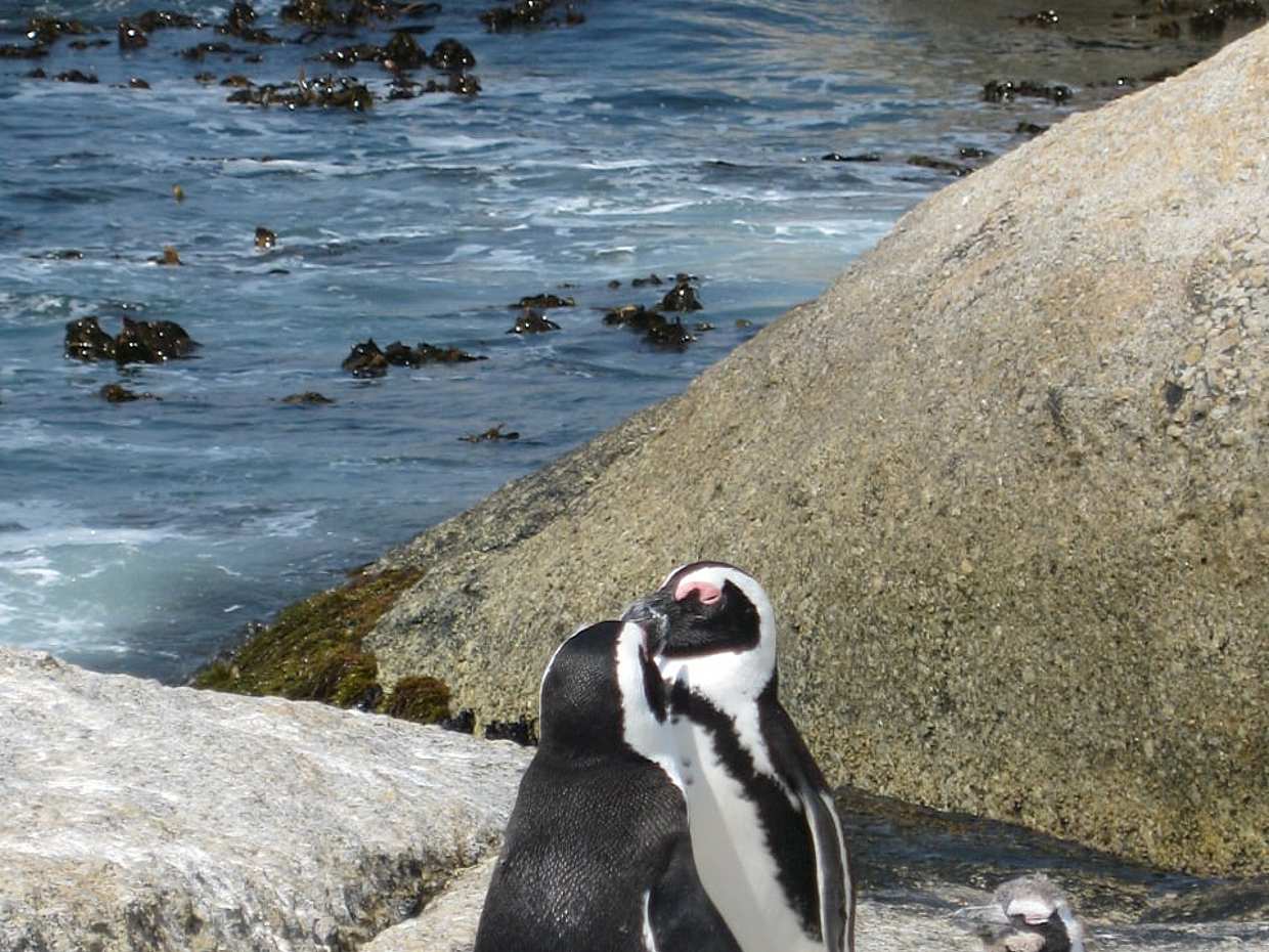 Private Guided Sightseeing Day Tour of Cape Peninsula Penguins in South Africa, Cape Town, photo 2