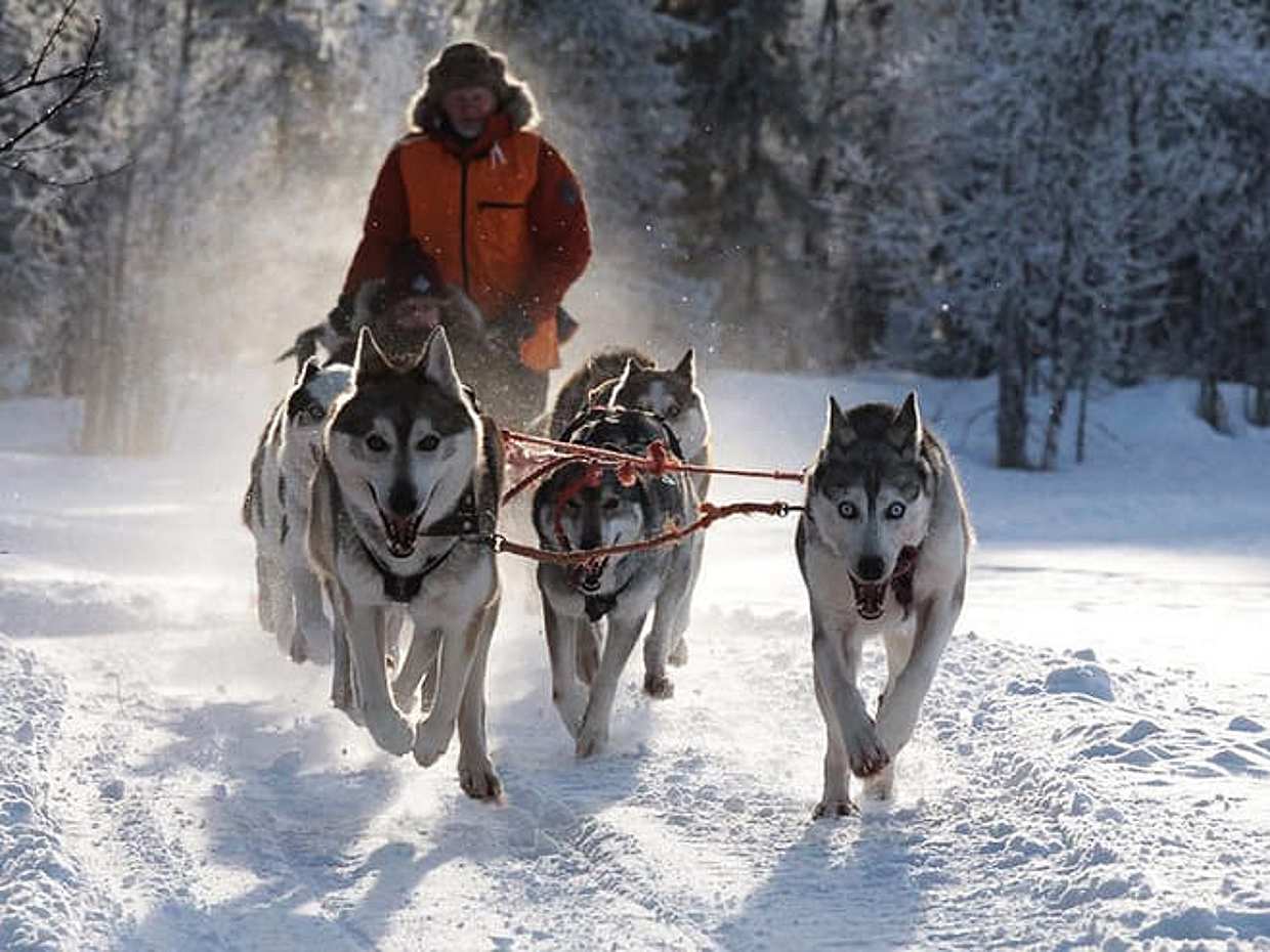 Husky Park and Musher-Driven safari 2 km, Levi, photo 5