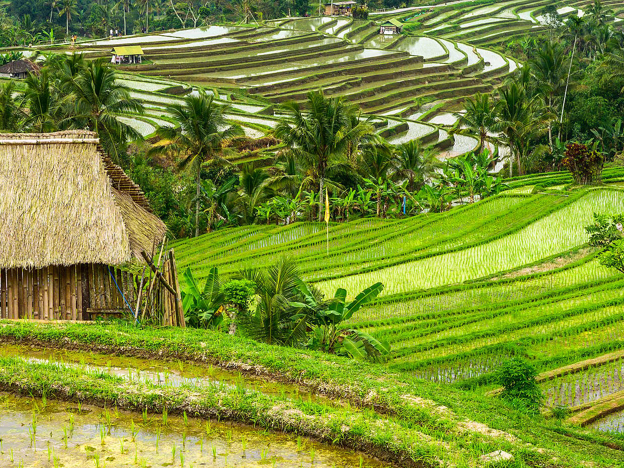 The Exotic of Bali in Indonesia, photo 4