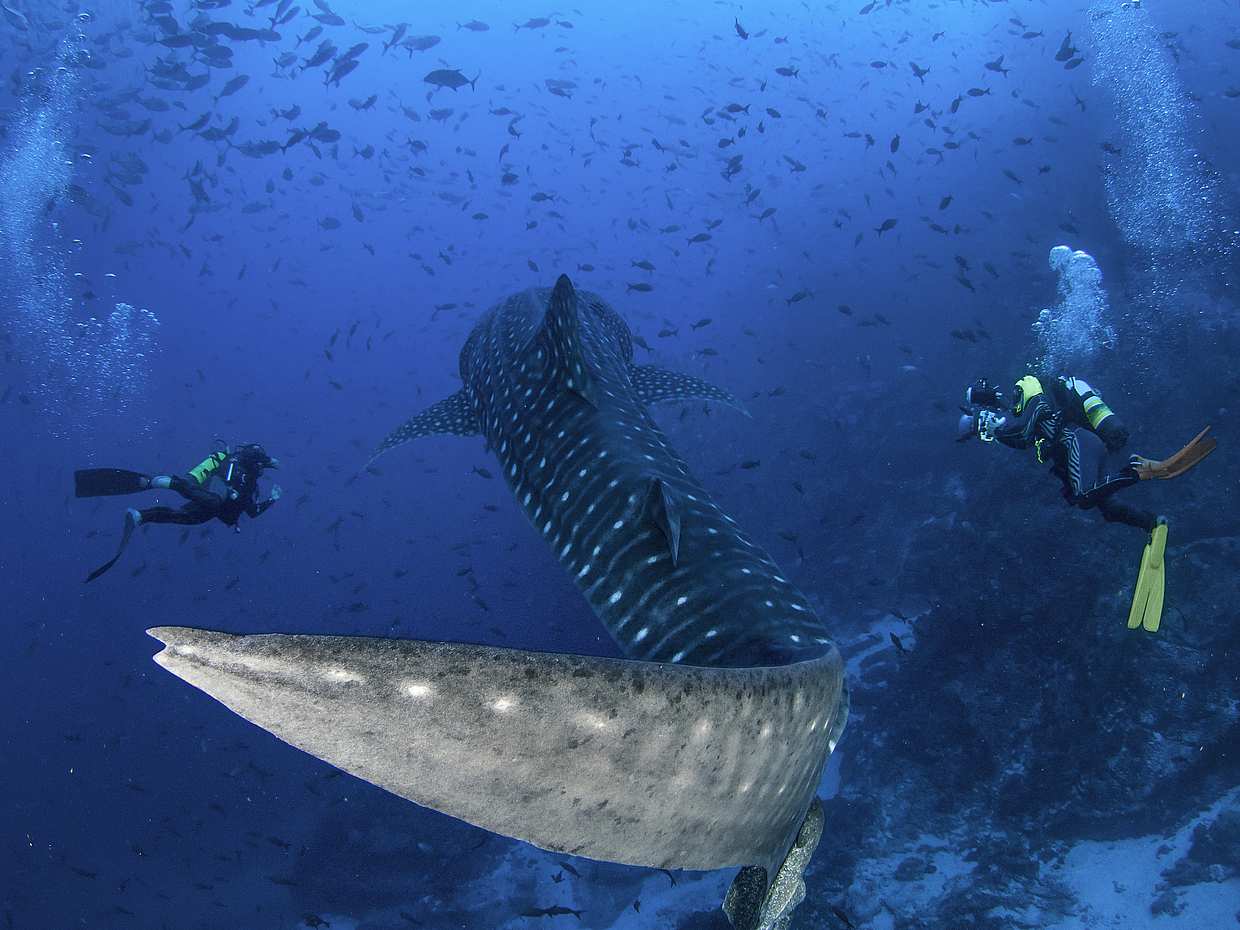 جزر كاتالينا، غوص السكوبا في كوستاريكا، مقاطعة غواناكاستي, photo 4