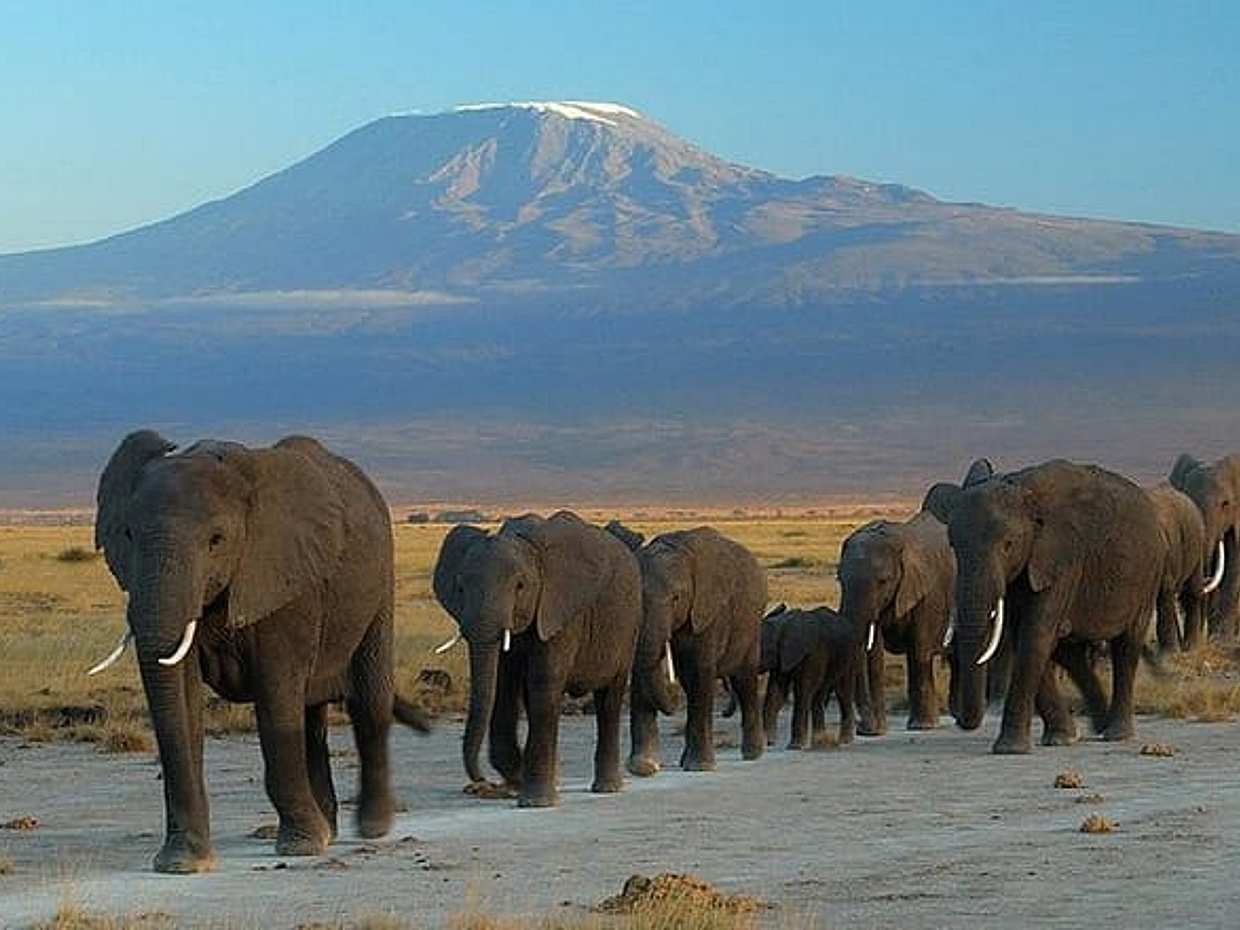 Overnight Amboseli National Park Safari from Nairobi