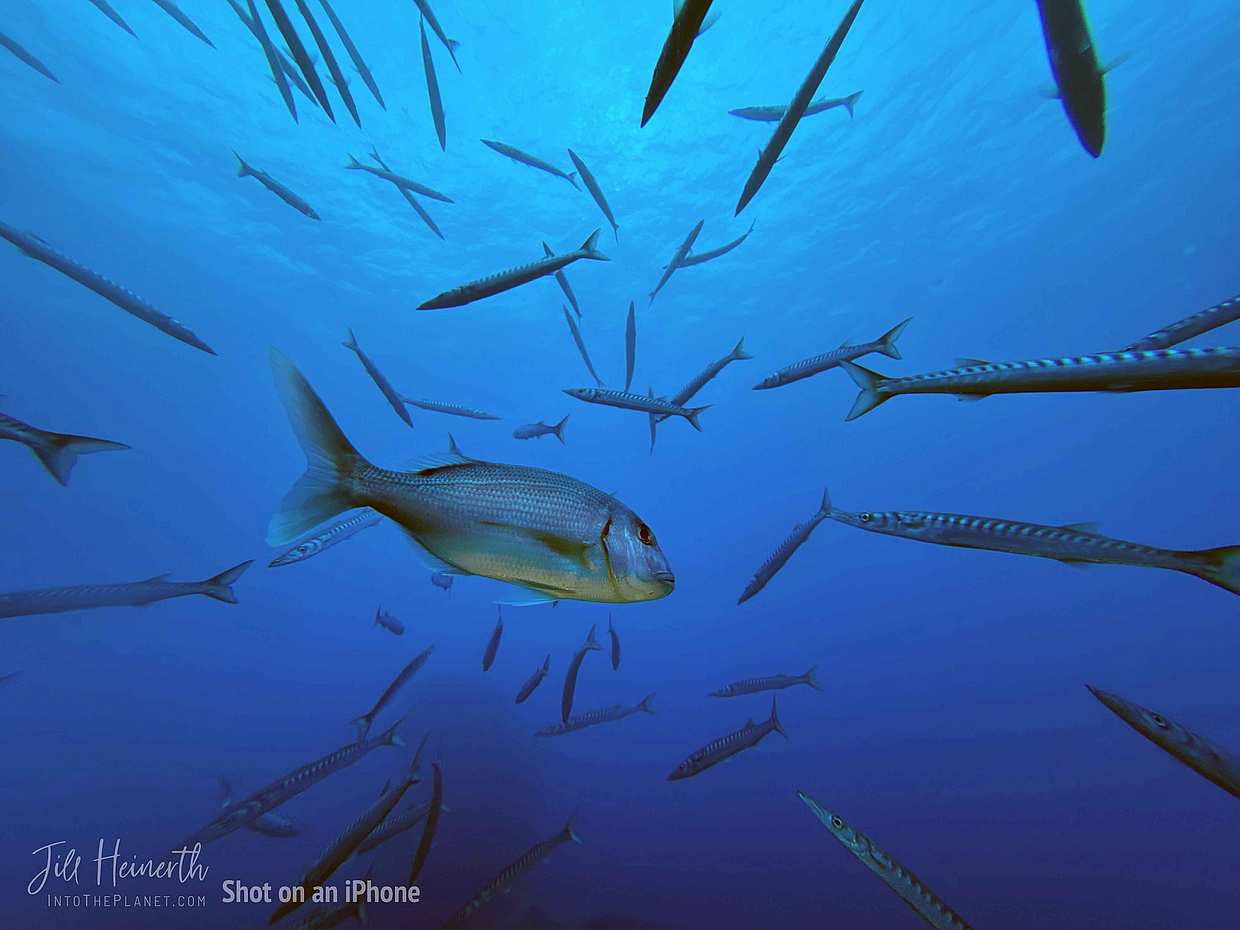 Buceo en la Isla de Porto Santo en Portugal.
, photo 4