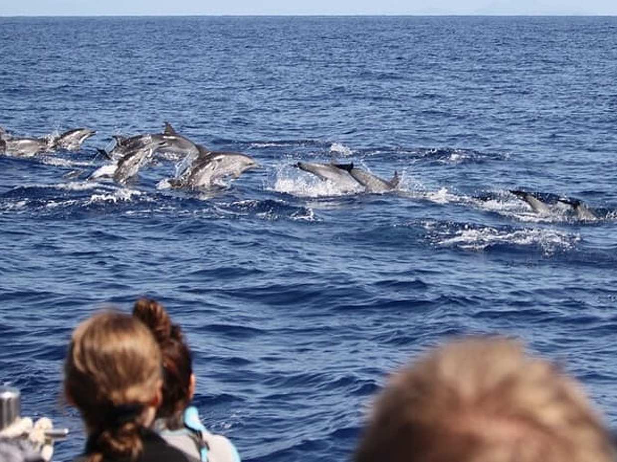 "Excursión Responsable de Avistamiento de Ballenas y Delfines - Funchal en Portugal", photo 3