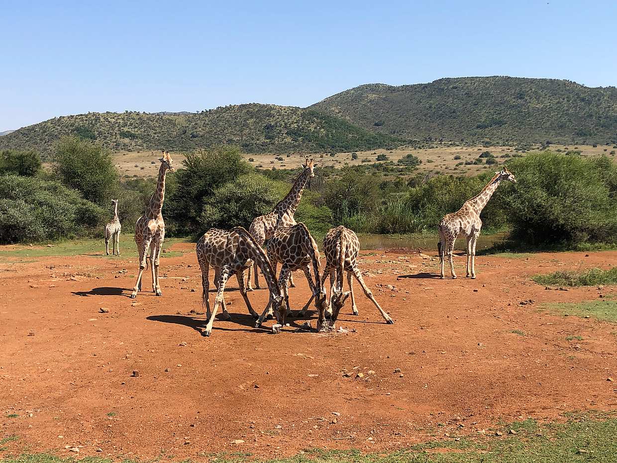 Excursions safari de luxe d'une journée complète à Pilanesberg au départ de Johannesburg en Afrique du Sud.
, photo 4