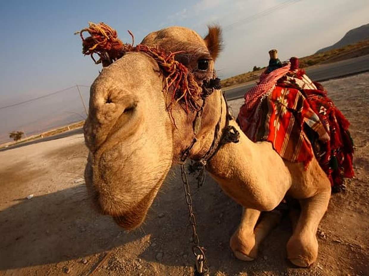 Camel Ride Tour in Marrakech, photo 2