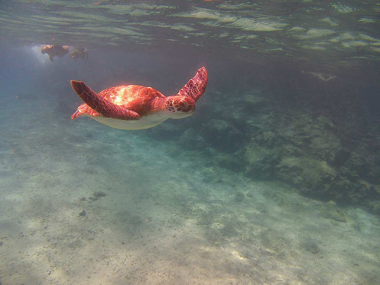 Adventure guided Snorkeling safari trips, photo 2