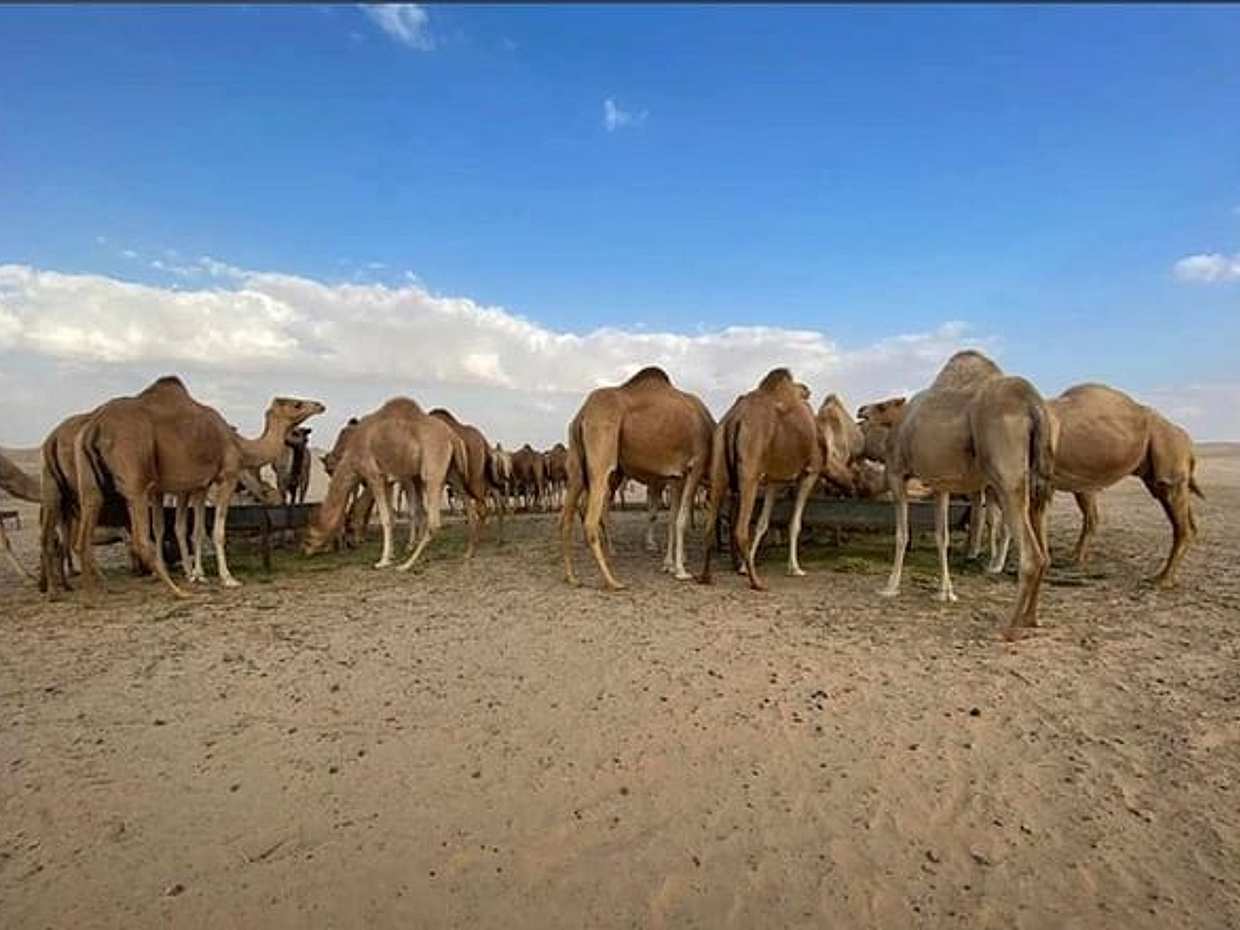 Abu Dhabi Morning Desert Safari,Dune Bashing,Sandboarding,Camel Riding&Quad Bike, photo 2