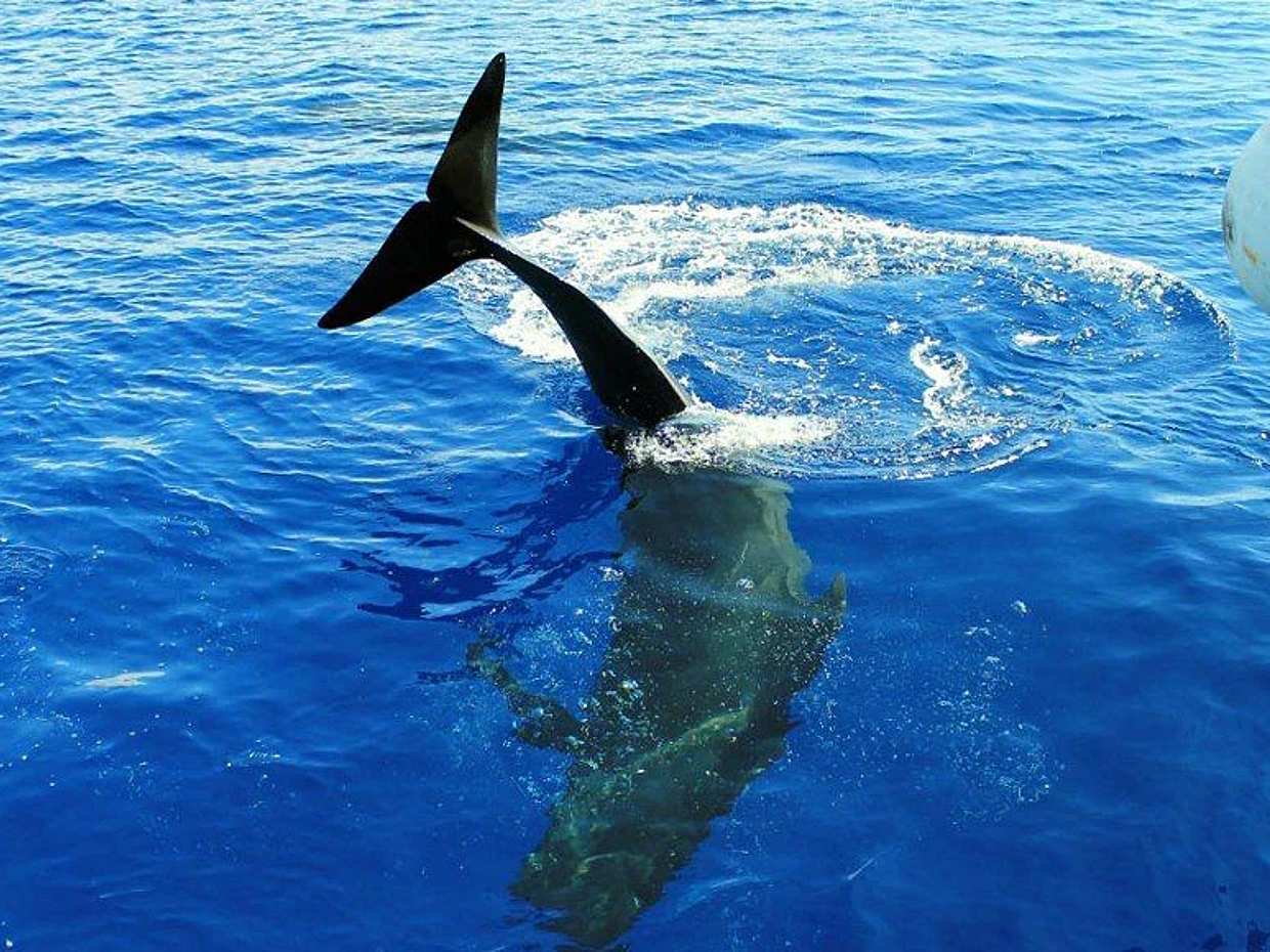 Tour with Whale Watching in Tenerife Peter Pan Boat in Spain, photo 2
