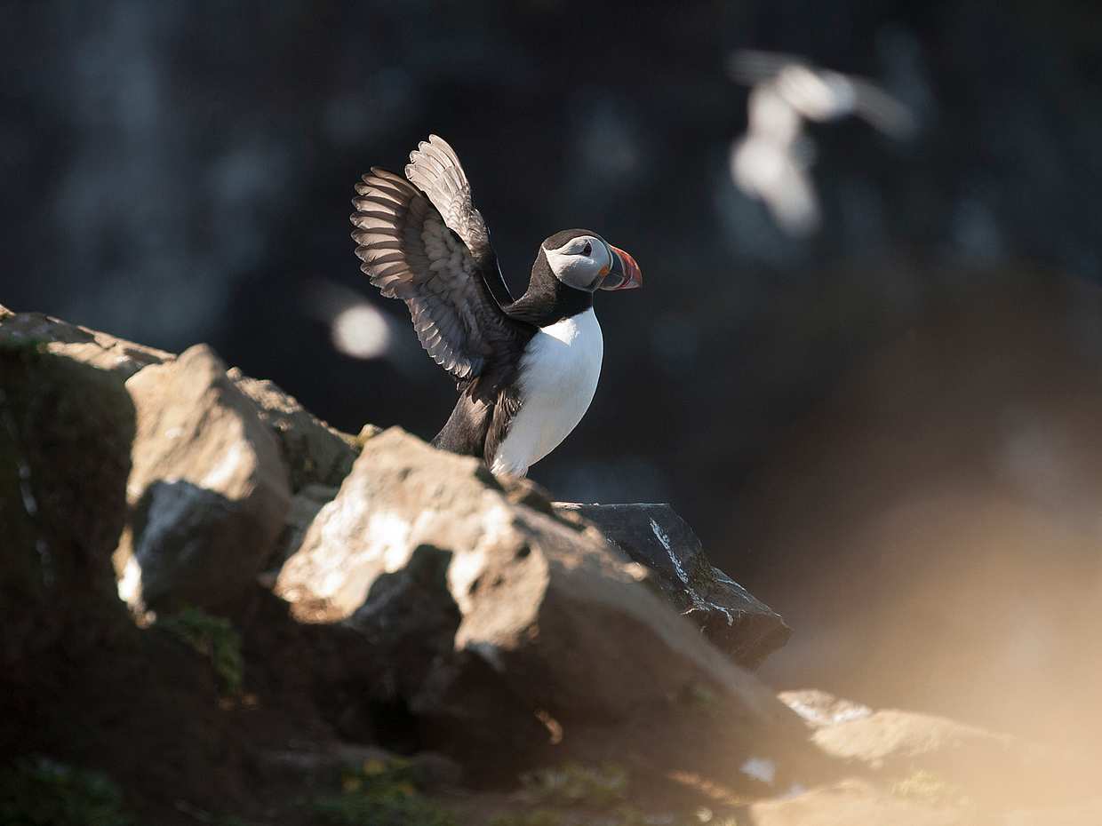 Whal- und Papageientaucherbeobachtung von Húsavík in Island, Húsavík Wal- und Papageientaucherbeobachtung
, photo 3
