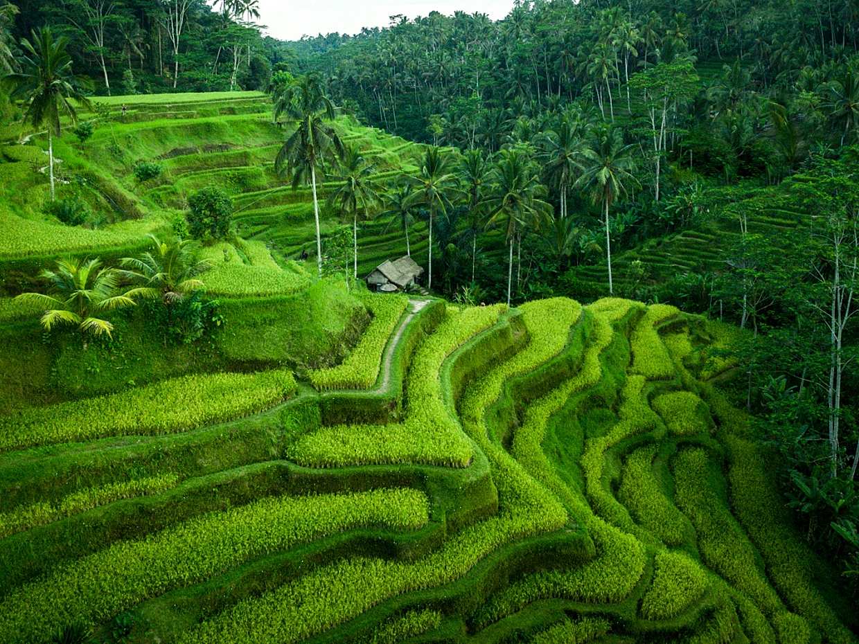 Full-day Bali Private Trip by Car, Indonesia, photo 4