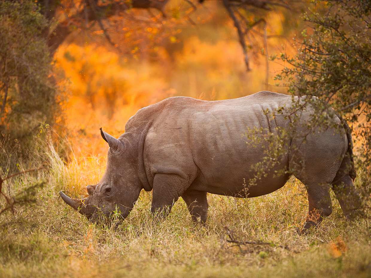 Half-day Afternoon Safari at Aquila Game Reserve in South Africa, Cape Town, photo 2