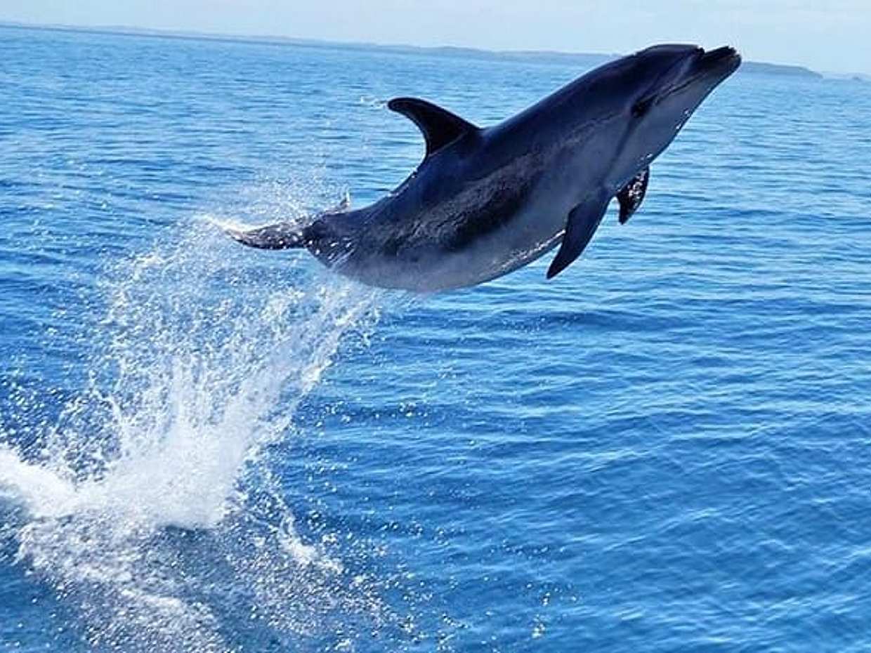 Hurghada: nadar con delfines - tour de snorkel