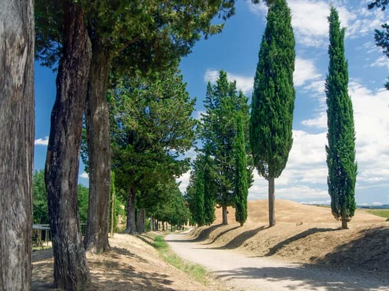 Circuit en Toscane depuis Florence : petits groupes, villages, vin et déjeuner-cuisine en Italie, San Gimignano