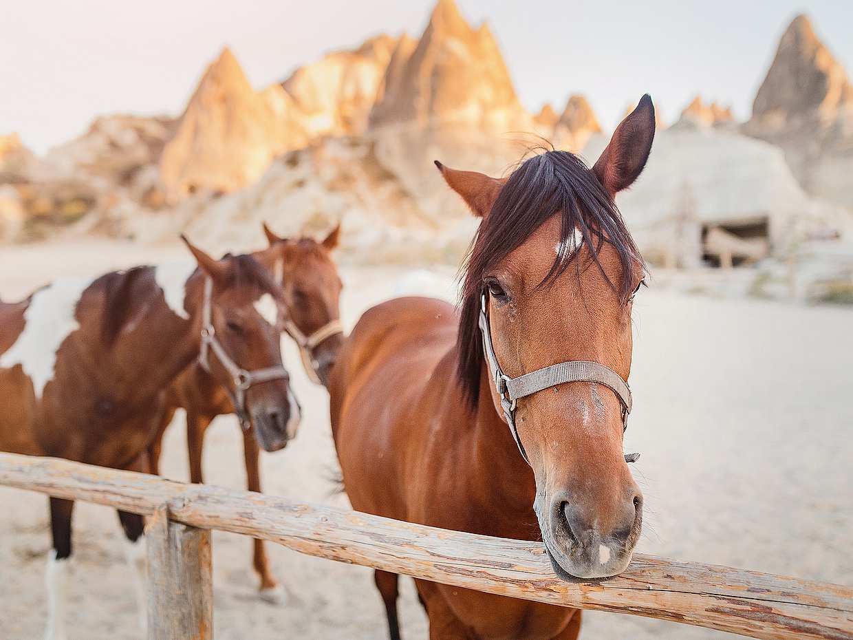 Circuit d'équitation en Cappadoce, photo 2