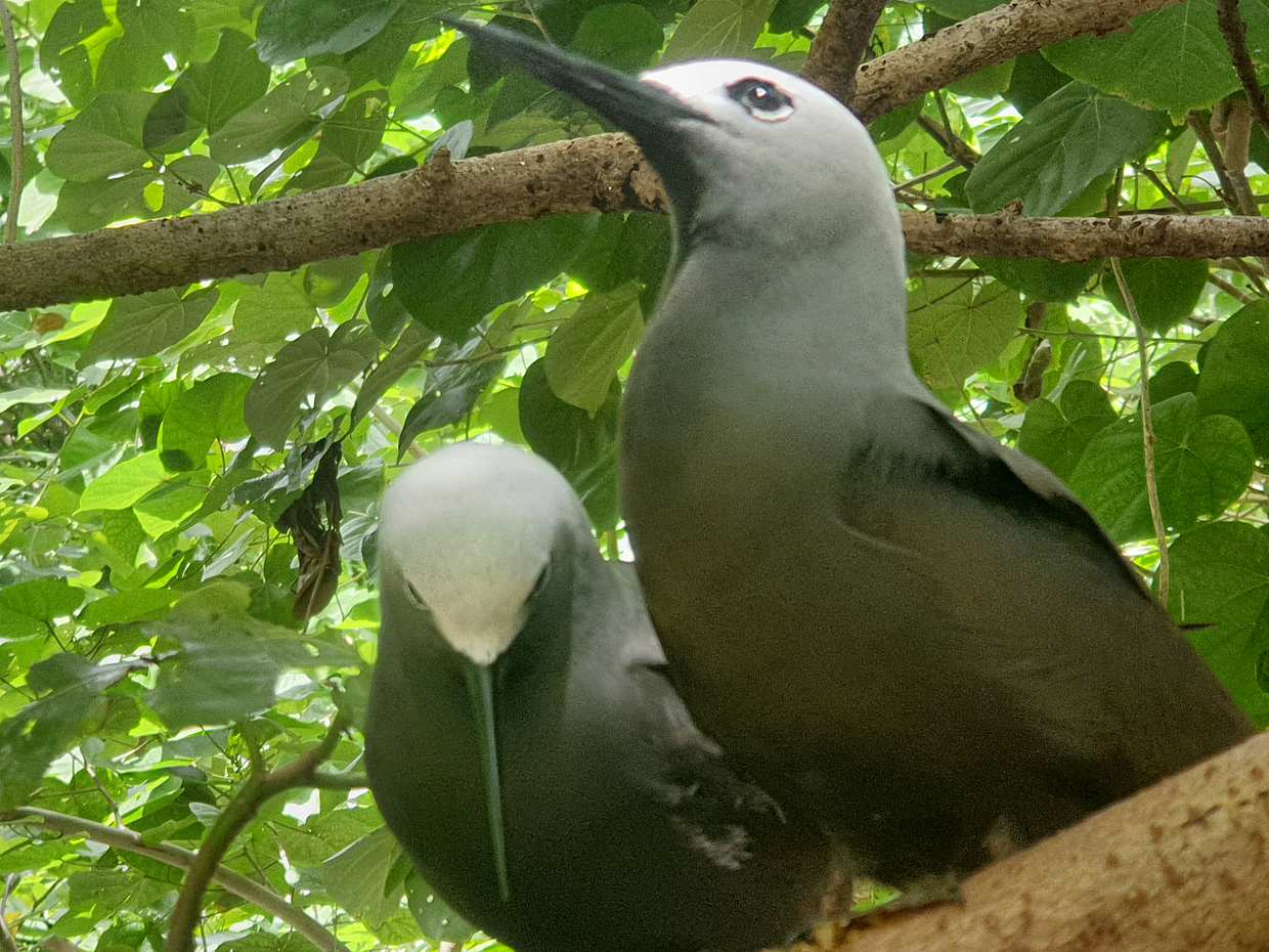 Cousin Cureiuse and st. Pierre Adventure, Seychelles