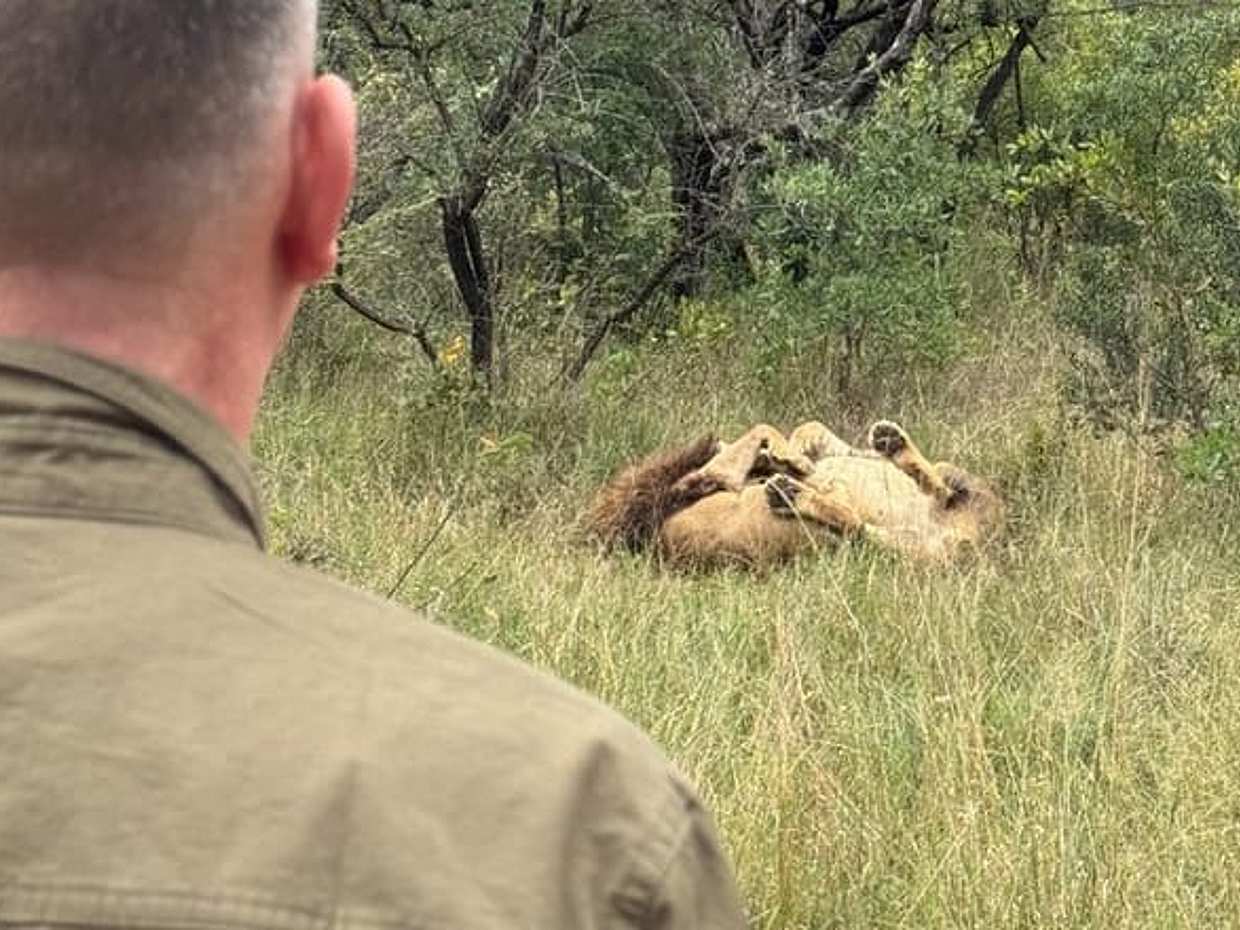 Walk With Lions From Johannesburg in South Africa, Gauteng, photo 2