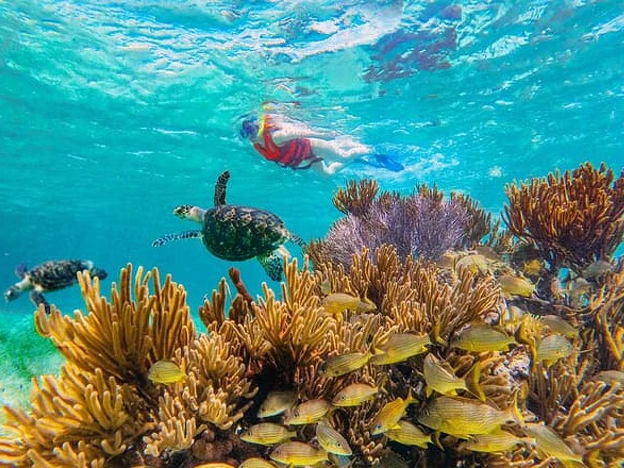 Puerto Morelos Reef Snorkeling Adventure with beachside lunch  in Mexico, photo 3