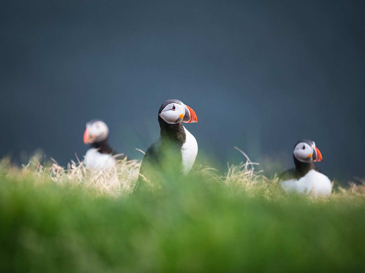 Whal- und Papageientaucherbeobachtung von Húsavík in Island, Húsavík Wal- und Papageientaucherbeobachtung
