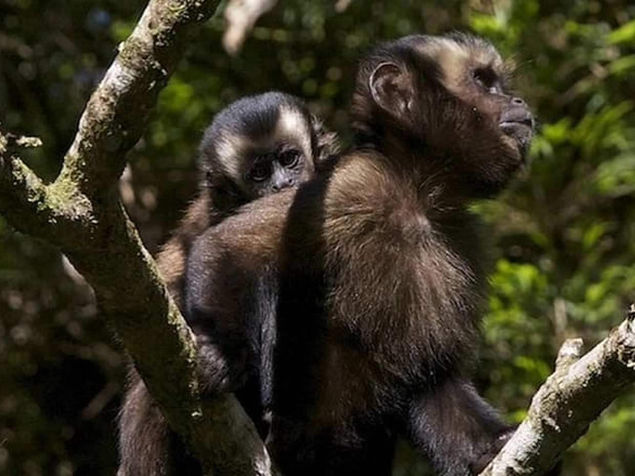3-Day Manu National Park Tour from Cusco, photo 2