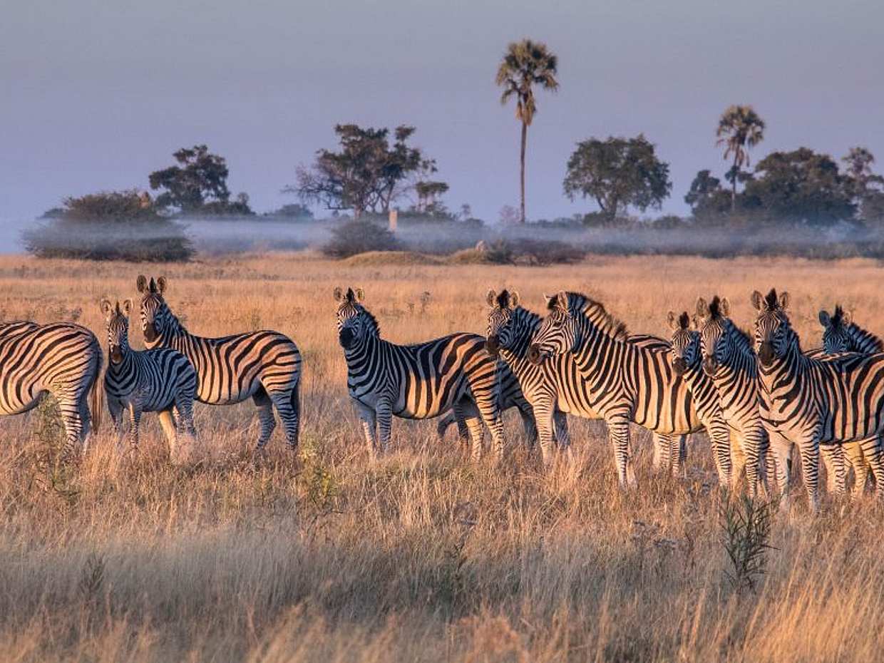 South Luangwa Morning Safari in Kakumbi, Zambia