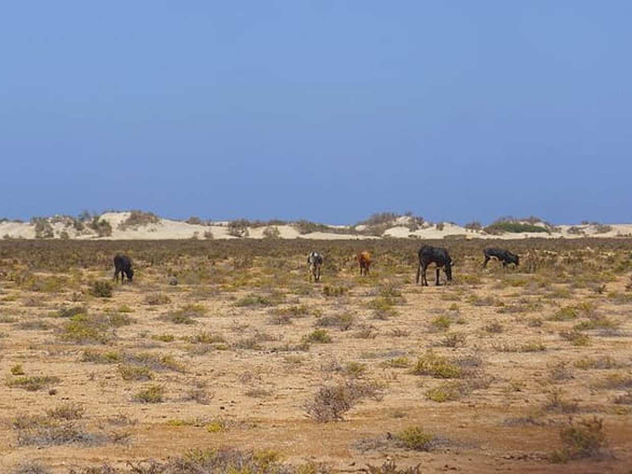 Boa Vista Island: 2-hour Quad Adventure to Cabo Santa Maria Shipwreck (Single Quad) in Cape Verde, Sal Rei, photo 5