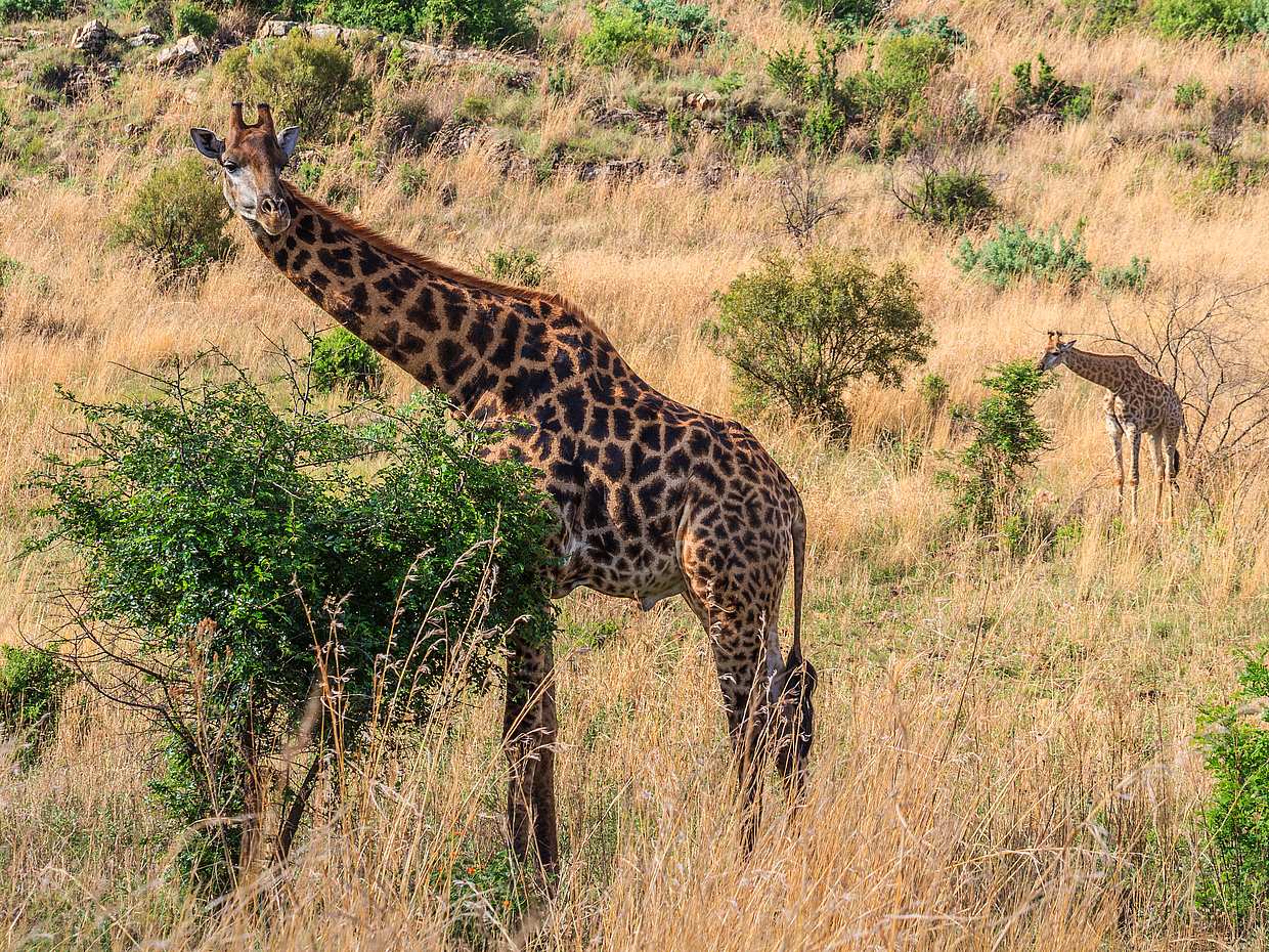 Half Day E-Biking with Wildlife Watching in Pretoria in South Africa, Johannesburg, photo 5